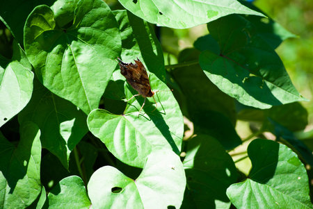 A closeup shot of a butterfly on a green leaf under the sunlight