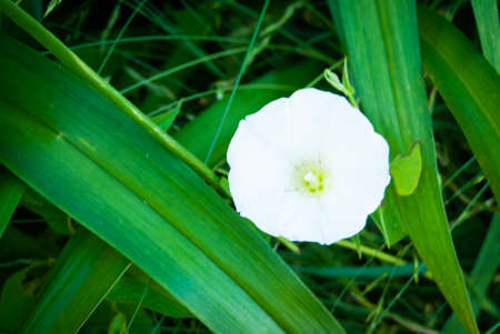 White morning glory flower on green grass background. Natural floral background.の写真素材
