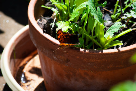 Butterfly sitting on a plant in a terracotta pot