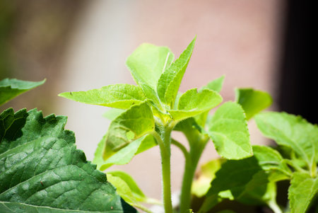 Close-up of a young green plant in a pot on a blurred background