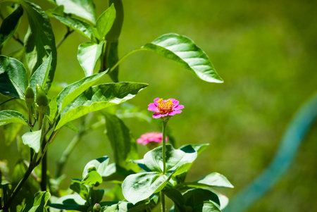 Pink zinnia flower in the garden with green leaves background.