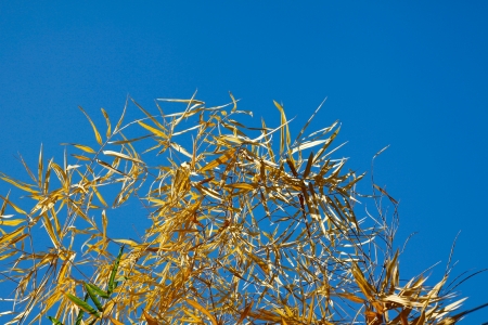 Image of Dried bamboo leaves with bleu sky.の写真素材