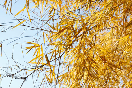 Image of Dried bamboo leaves.の写真素材