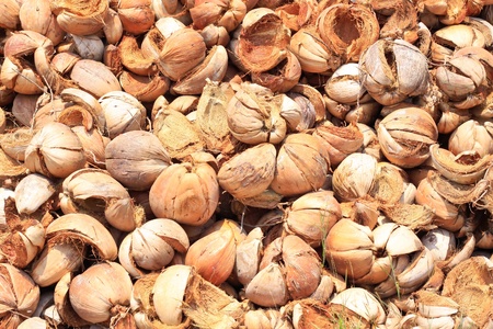 Pile of discarded coconut husk in Thailand coconut farmの写真素材