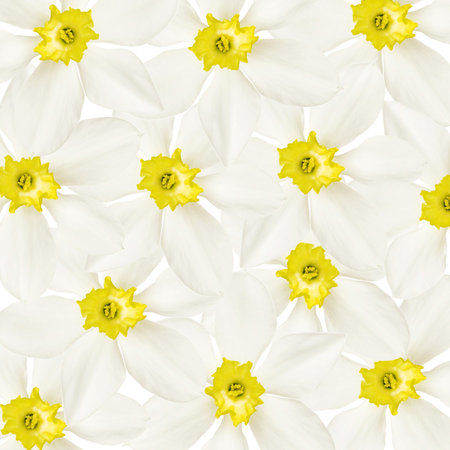 Foto of flower white daffodil patternの写真素材