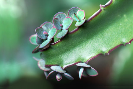 Macro of flower Kalanchoeの写真素材