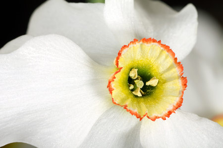 Macro of flower Narcissus