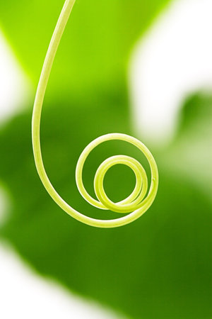 Macro of Tendril