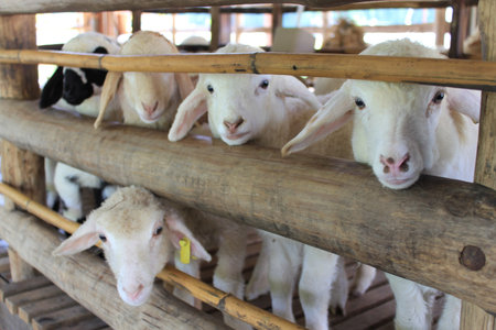 Five sheeps look at me together
