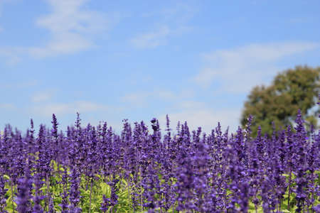 Many flower in the Bunrawd farm,Chinagraiの写真素材