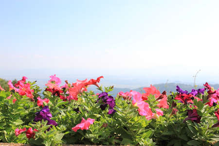 SUAN MAE PHA LUANG GARDEN,Chiang Raiの写真素材