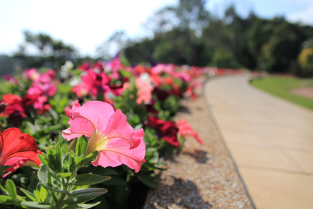 SUAN MAE PHA LUANG GARDEN and doitung,Chiang Raiの写真素材
