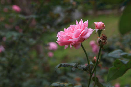 blossom roseの写真素材