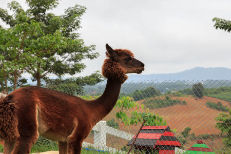 Alpaca is so cute any time. I love it.の写真素材