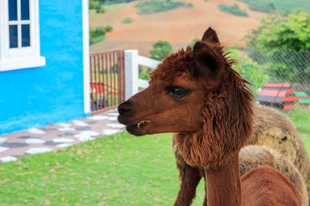 Alpaca is so cute any time. I love it.の写真素材