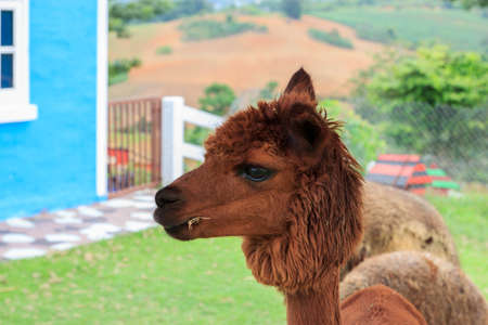 Alpaca is so cute any time. I love it.の写真素材