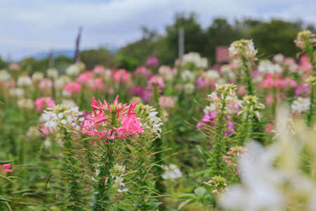 focused white and pink flowerの写真素材