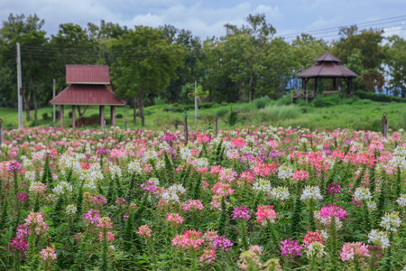 white and pink flower in thailand