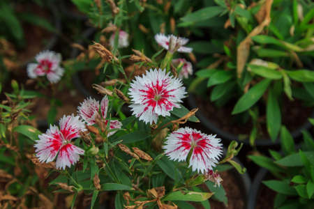 amasing flower in thailandの写真素材