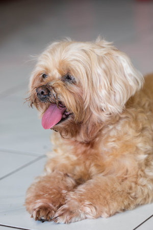 brown shih tzu