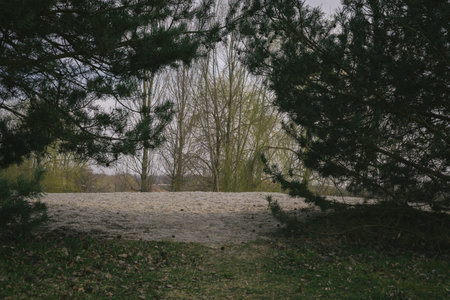 trees in the forest