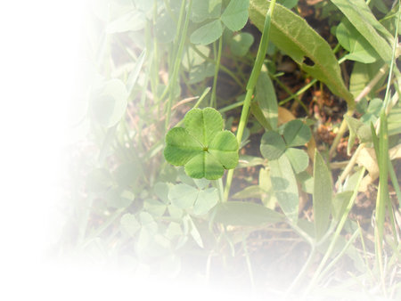 four-leaf clover