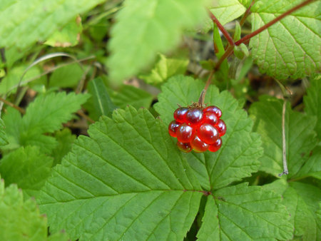 Raspberry ordinary