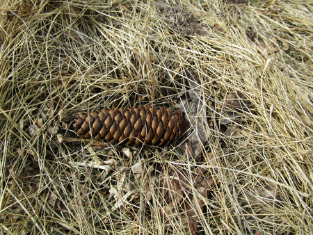 Fir cone / Fallen to the ground, lying on dry grass and leaves