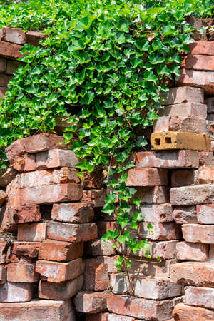 Red bricks stapled are covered by green ivy hedera helix. Those bricks are typically used as a construction material but a forgotten and finally conquered back by nature.の写真素材