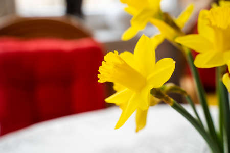 Yellow daffodil in a vase seen from the side with a red pillow in the backgroundの写真素材