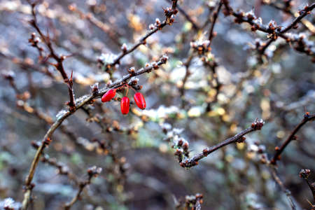 Berberis thunbergii, or Japanese barberry, with its red fruits are shown on a cold winter morning with ice crystals formed due to the morning dew.の写真素材
