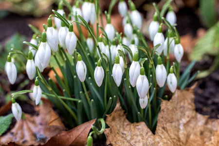 A bunch of snowdrops, latin galanthus, start showing their flowers at the end of winter. They are...