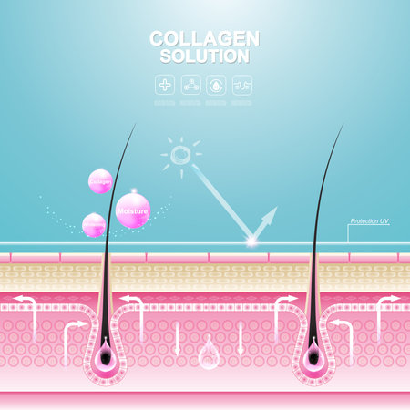 Collagen Serum and Vitamin Repair Skin.のイラスト素材