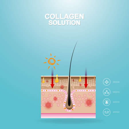 Collagen Serum and Vitamin Repair Skin.のイラスト素材