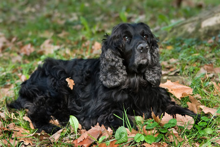 Dog resting on fallen leavesの写真素材
