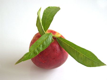 Fresh whole peach with leaves on whiteの写真素材