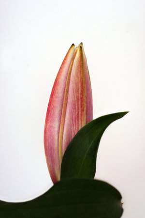 Pink lily budの写真素材