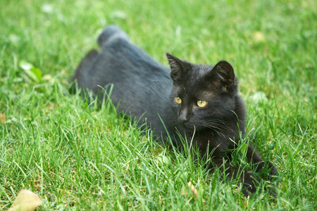 Black kitten in the grassの写真素材