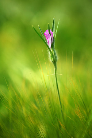 Beautiful pink flower bud in the wheat fieldの写真素材