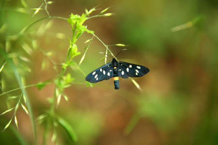 The Nine-spotted moth (Amata phegea or Syntomis phegea)の写真素材