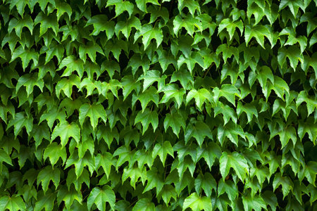 Ivy covered wall