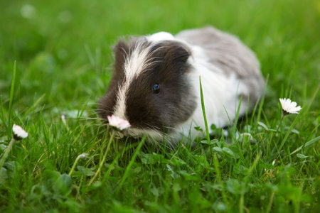 Guinea pig between daisiesの写真素材