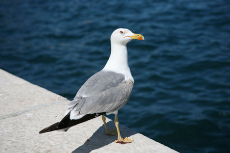 Seagull by the seaの写真素材