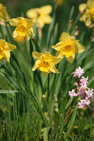 Group of daffodils in the natureの写真素材