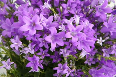 Campanula flowers close viewの写真素材