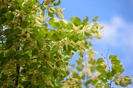 Linden flower against blue skyの写真素材