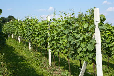 Spring vineyard in Croatiaの写真素材