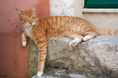 Orange cat resting on a mediterranean street