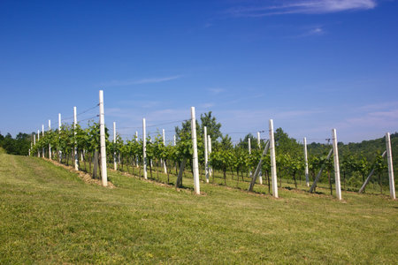 Vineyard under a blue skyの写真素材