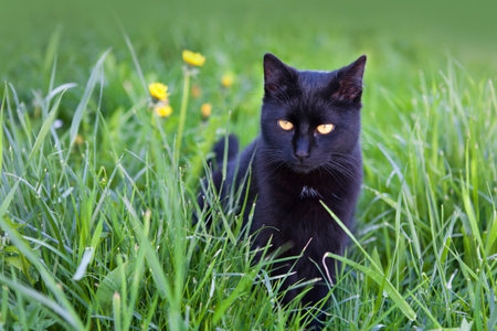 Black cat in the grassの写真素材